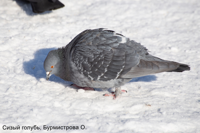Сизый голубь, Бурмистрова О.