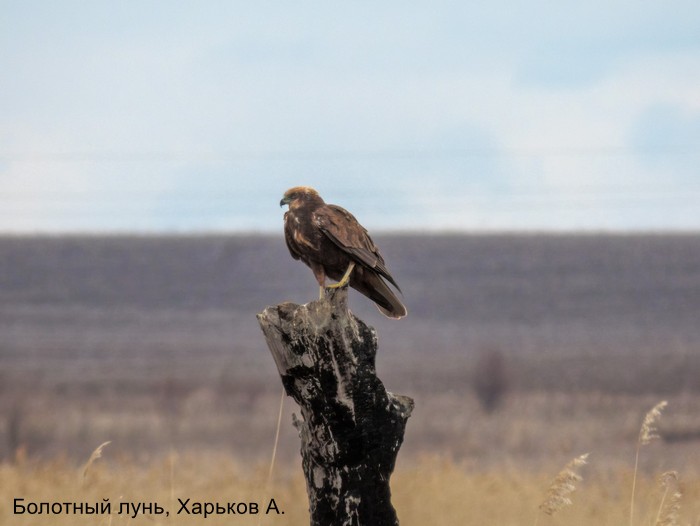 Болотный лунь, Харьков А.