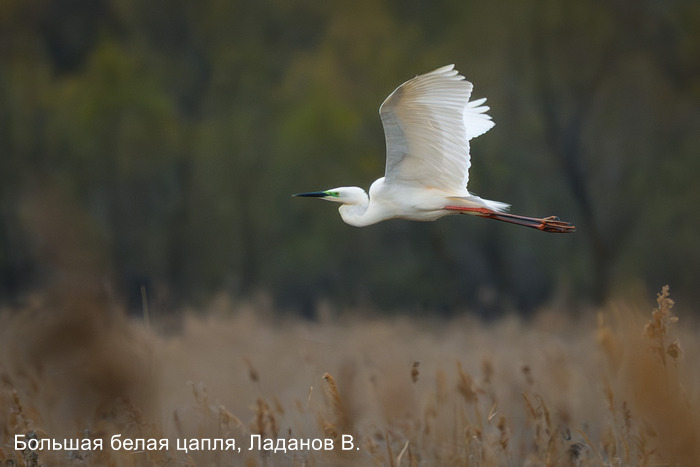 Большая белая цапля, Ладанов В.