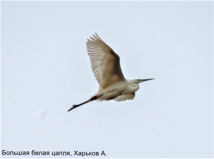 Большая белая цапля, Харьков А.