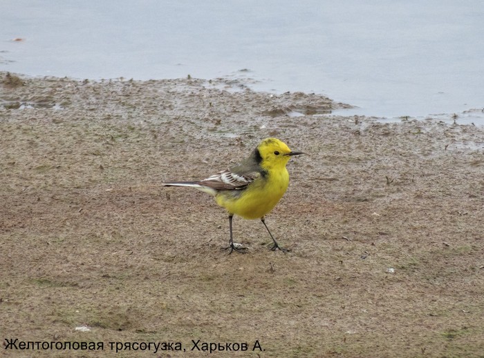 Желтоголовая трясогузка, Харьков А.