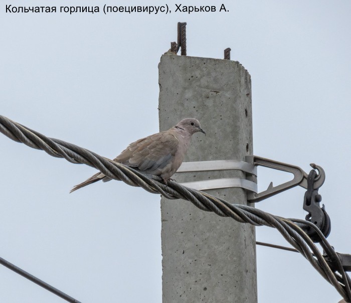 Кольчатая горлица (поецивирус), Харьков А.