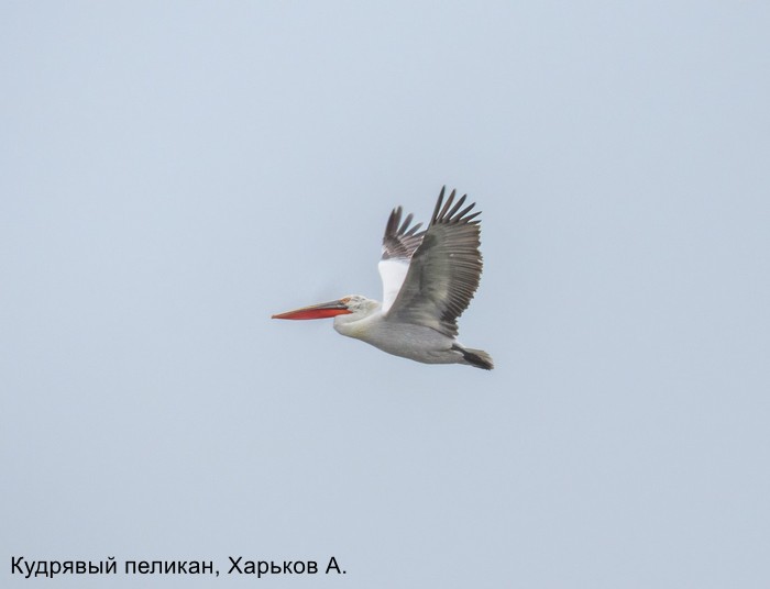 Кулрявый пеликан, Харьков А.