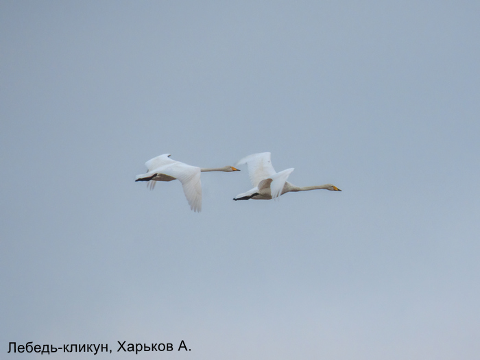 Лебедь-кликун, Харьков А.