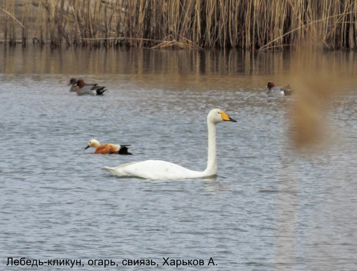 Лебедь-кликун, огарь, свиязь, Харьков А.