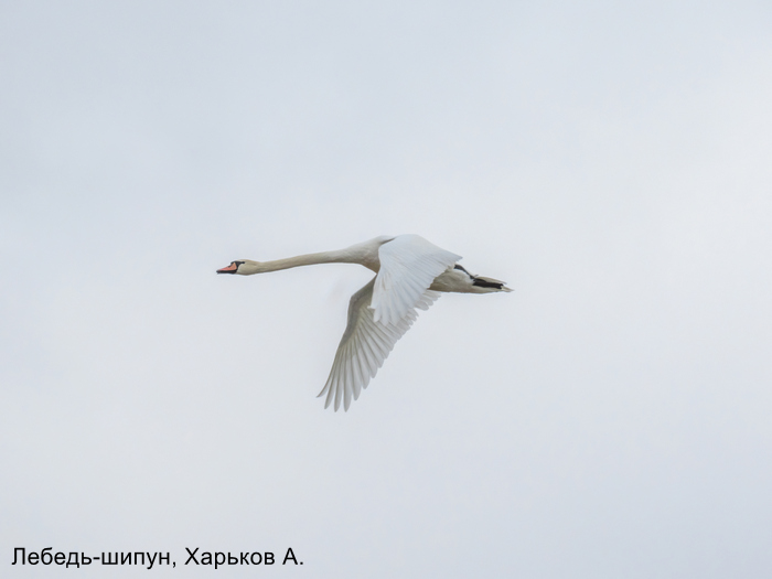 Лебедь-шипун, Харьков А.