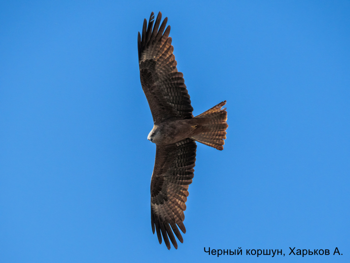 Черный коршун, Харьков А.
