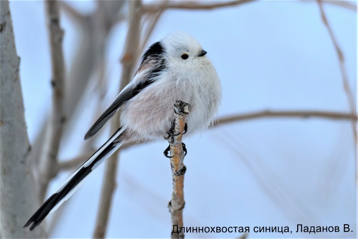Длиннохвостая синица, Ладанов В.