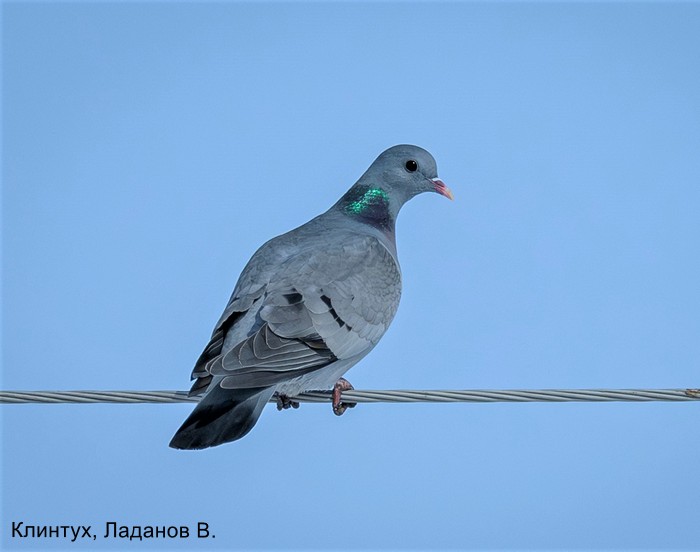 Клинтух, Ладанов В.