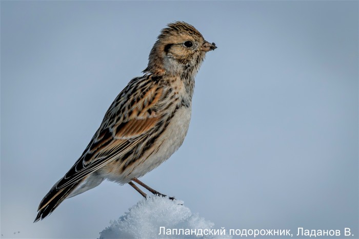 Лапландский подорожник, Ладанов В.