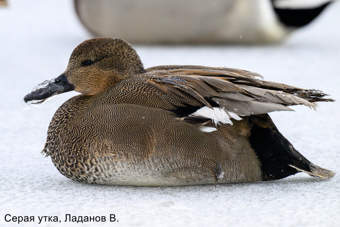 Серая утка, Ладанов В.