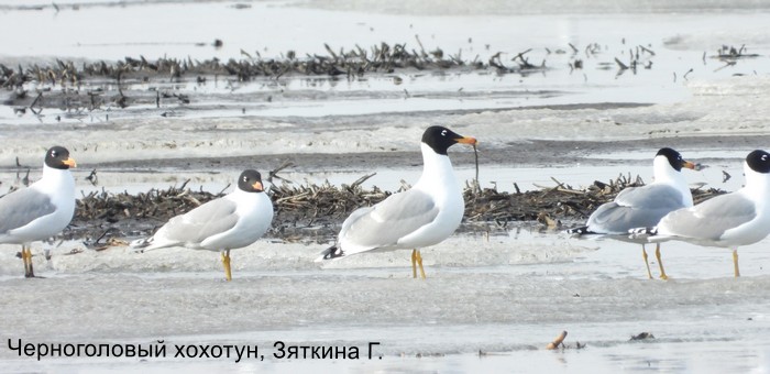 Черноголовый хохотун, Зяткина Г.