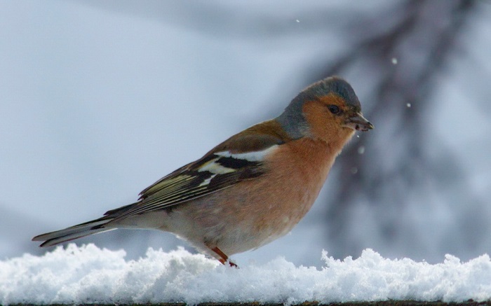 Зяблик, Д. Михайлюк