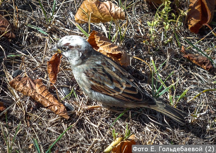 Фото Е. Гольдебаевой (2)