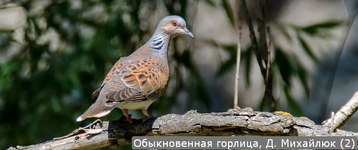 Обыкновенная горлица, Д. Михайлюк (2)