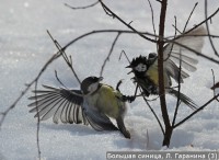 Большая синица, Л. Гаранина (3)