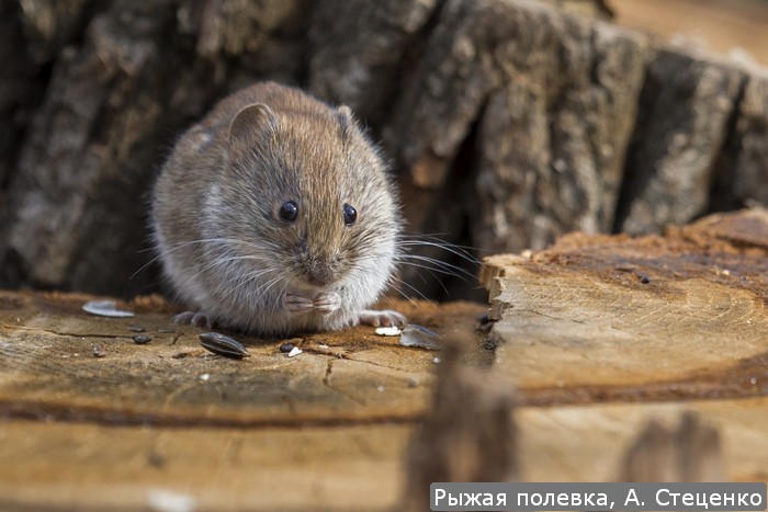 Рыжая полевка, А. Стеценко