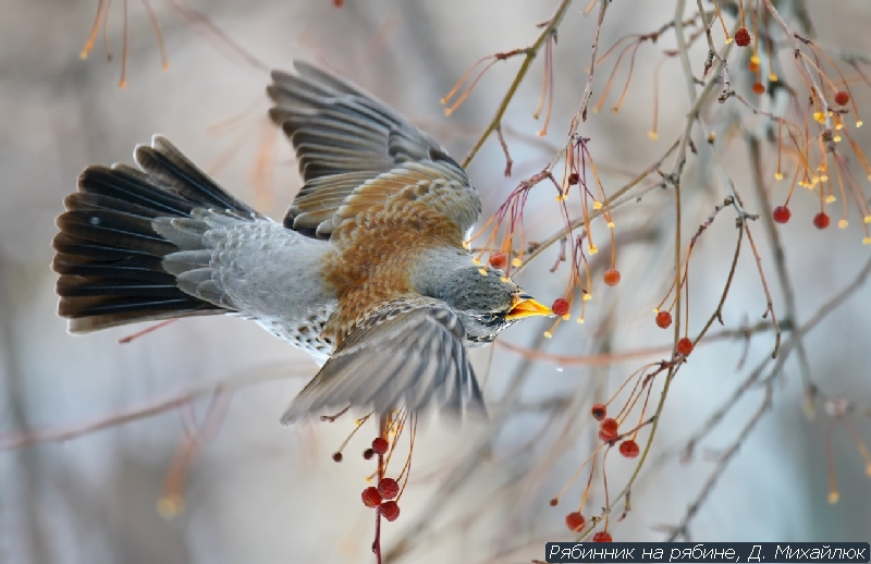 Рябинник на рябине, Д. Михайлюк