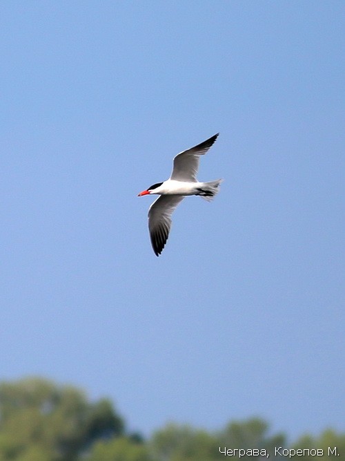 Чеграва, Корепов М.