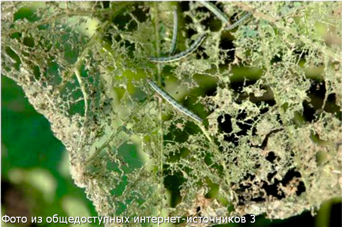 Фото из общедоступных интернет-источников 3