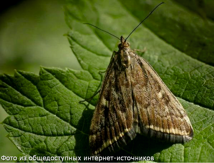 Фото из общедоступных интернет-источников