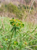 Молочай жигулёвский