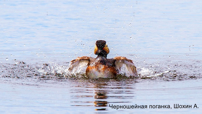 Фотоконкурс «Большой год-2024»