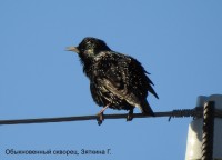 Обыкновенный скворец, Зяткина Г.