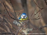 Обыкновенная лазоревка, Харьков А.