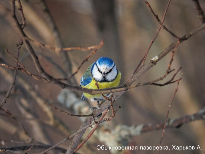 Фотоконкурс «Большой год — 2025»