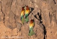 Золотистая щурка, Карпов А.