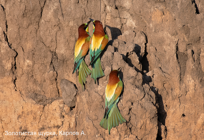 Фотоконкурс «Большой год —  2025»