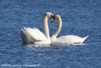 Лебедь-шипун, Гаранина Л.