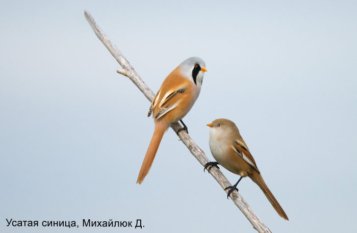 Фотоконкурс «Большой год —  2025»