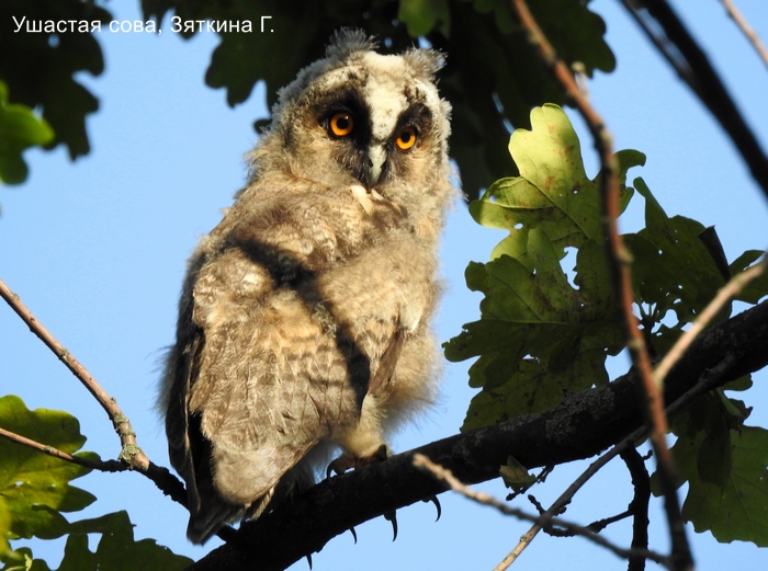 Фотоконкурс «Большой год —  2025»