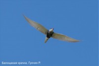 Белощекая крачка, Гунчин Р.