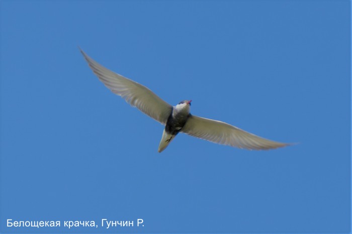 Фотоконкурс «Большой год — 2025»