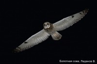 Болотная сова, Ладанов В.