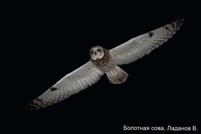 Фотоконкурс «Большой год — 2025»