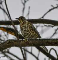 Деряба, Синяева А.