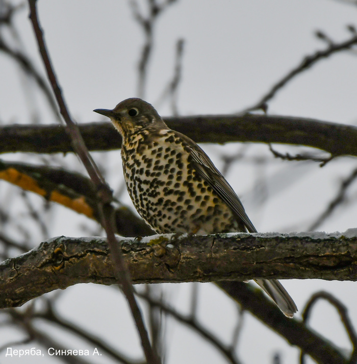 Фотоконкурс «Большой год — 2025»