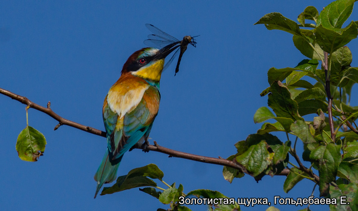 Фотоконкурс «Большой год — 2025»