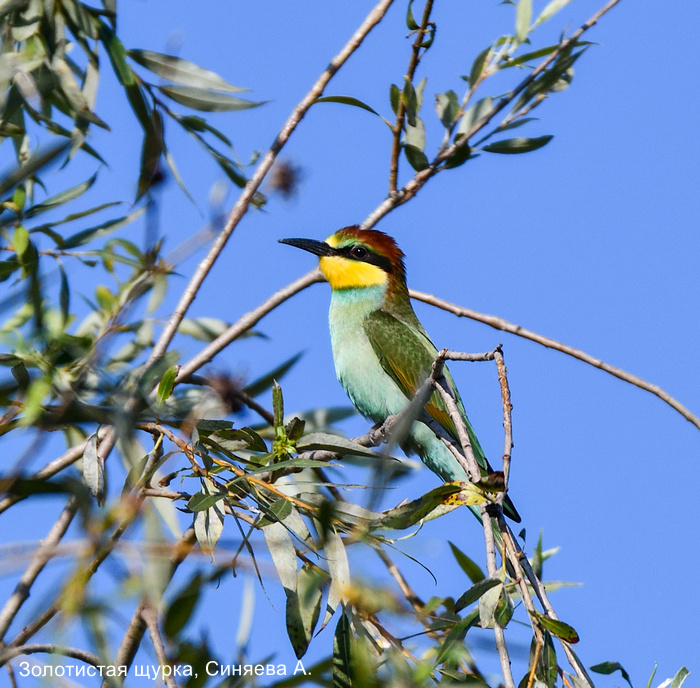 Фотоконкурс «Большой год — 2025»