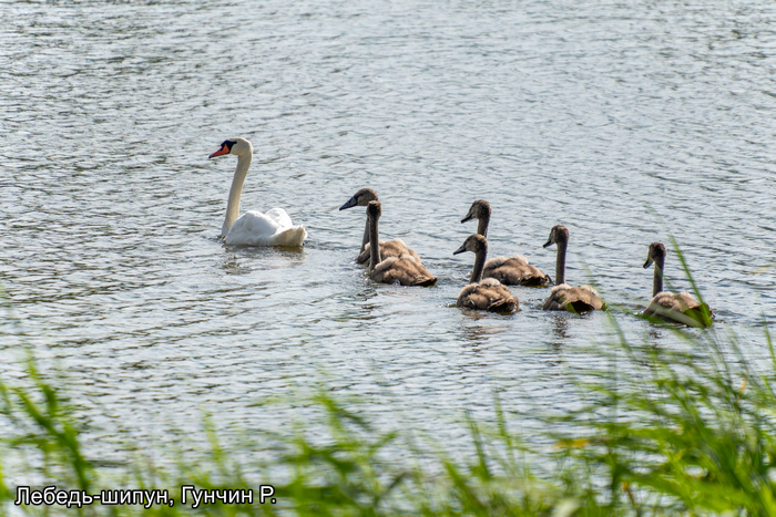 Фотоконкурс «Большой год — 2025»