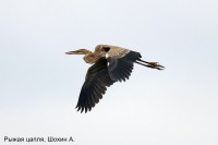 Рыжая цапля, Шохин А.