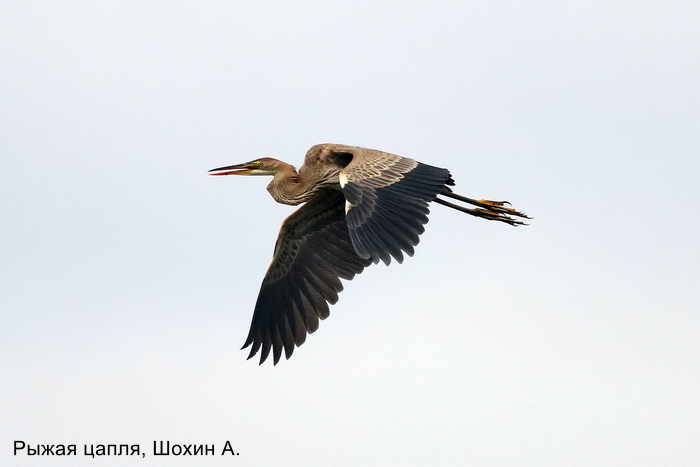 Фотоконкурс «Большой год — 2025»