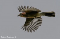 Сойка, Ладанов В.