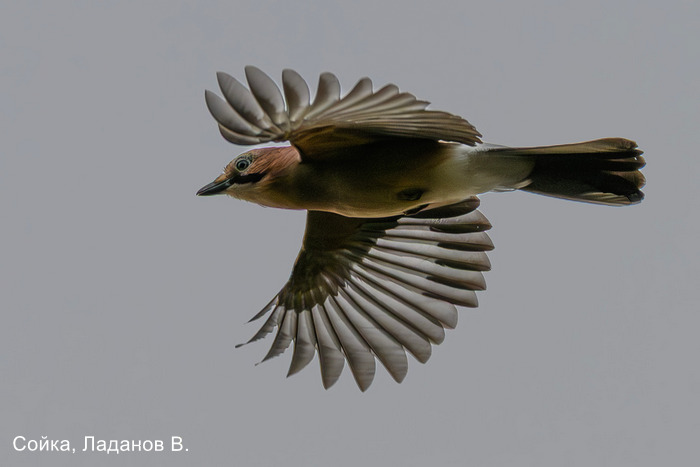 Фотоконкурс «Большой год — 2025»