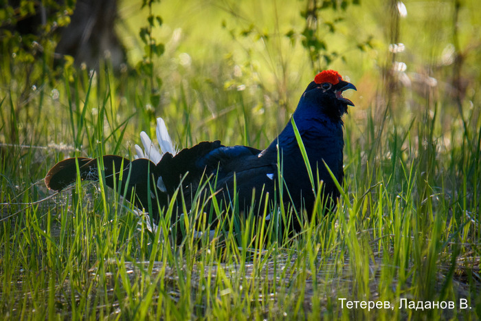 Фотоконкурс «Большой год — 2025»