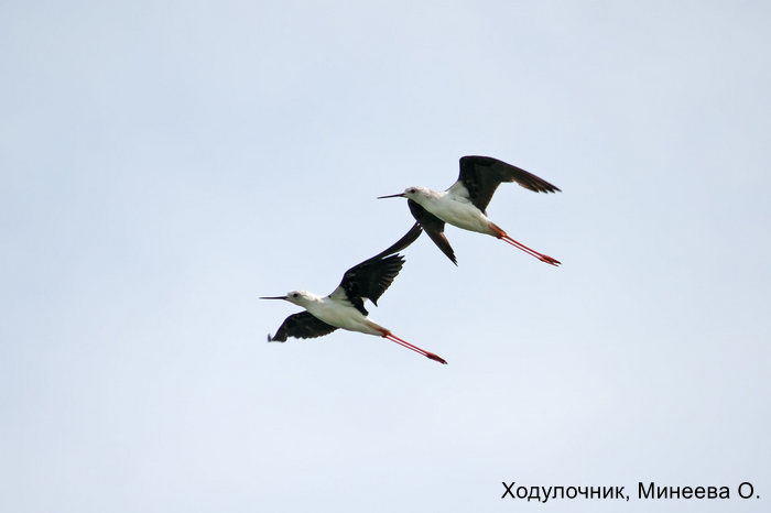 Фотоконкурс «Большой год — 2025»